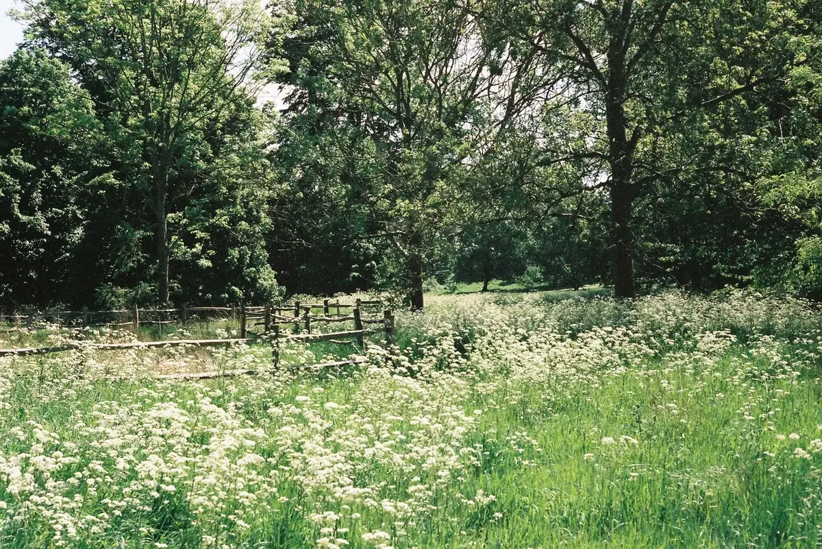Área verde e natureza ao redor